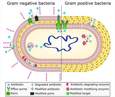 Extensively and multidrug-resistant bacterial strains: case studies of antibiotics resistance